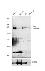 Agrin Antibody in Western Blot (WB)