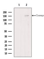 Agrin Antibody in Western Blot (WB)