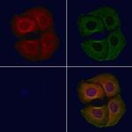 GPT2 Antibody in Immunocytochemistry (ICC/IF)