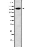 Alsin Antibody in Western Blot (WB)