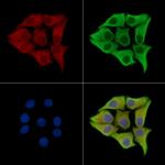 AMOT Antibody in Immunocytochemistry (ICC/IF)