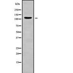 AMOT Antibody in Western Blot (WB)