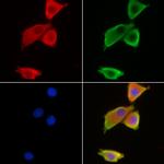 Aquaporin 10 Antibody in Immunocytochemistry (ICC/IF)