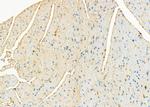 ATP5G1 Antibody in Immunohistochemistry (Paraffin) (IHC (P))