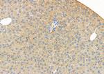 ATP5G1 Antibody in Immunohistochemistry (Paraffin) (IHC (P))