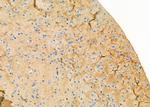 Kir4.1 (KCNJ10) Antibody in Immunohistochemistry (Paraffin) (IHC (P))