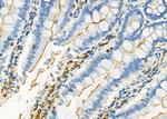 Kir4.1 (KCNJ10) Antibody in Immunohistochemistry (Paraffin) (IHC (P))