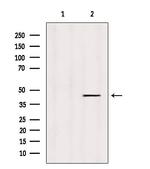 Kir4.1 (KCNJ10) Antibody in Western Blot (WB)