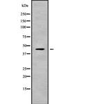 Kir4.2 (KCNJ15) Antibody in Western Blot (WB)