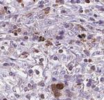 BNIPL Antibody in Immunohistochemistry (Paraffin) (IHC (P))