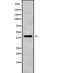 BNIPL Antibody in Western Blot (WB)