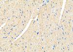 B4GALT7 Antibody in Immunohistochemistry (Paraffin) (IHC (P))