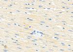 B4GALT7 Antibody in Immunohistochemistry (Paraffin) (IHC (P))