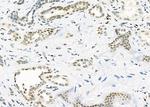 PCP4 Antibody in Immunohistochemistry (Paraffin) (IHC (P))