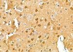 PCP4 Antibody in Immunohistochemistry (Paraffin) (IHC (P))