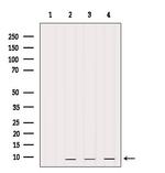 PCP4 Antibody in Western Blot (WB)