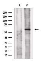 SLC22A17 Antibody in Western Blot (WB)