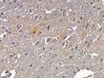 BCAS3 Antibody in Immunohistochemistry (Paraffin) (IHC (P))