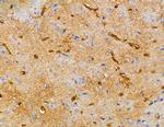 CAMLG Antibody in Immunohistochemistry (Paraffin) (IHC (P))