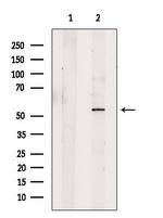 CABYR Antibody in Western Blot (WB)