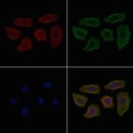 Carboxypeptidase D Antibody in Immunocytochemistry (ICC/IF)