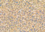 CCP110 Antibody in Immunohistochemistry (Paraffin) (IHC (P))