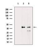 CEP41 Antibody in Western Blot (WB)