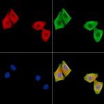 Factor XI Antibody in Immunocytochemistry (ICC/IF)