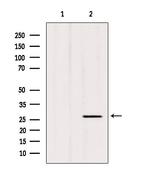 C1QL3 Antibody in Western Blot (WB)