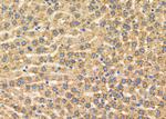 CNTNAP4 Antibody in Immunohistochemistry (Paraffin) (IHC (P))