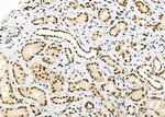 DHRS1 Antibody in Immunohistochemistry (Paraffin) (IHC (P))