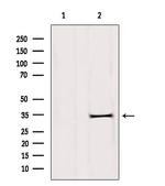 DHRS1 Antibody in Western Blot (WB)