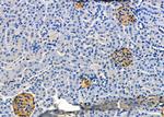 POLG Antibody in Immunohistochemistry (Paraffin) (IHC (P))