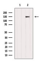 POLG Antibody in Western Blot (WB)