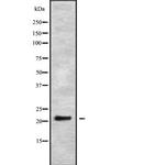 GINS2 Antibody in Western Blot (WB)