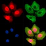 POLR3G Antibody in Immunocytochemistry (ICC/IF)