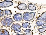 POLR1D Antibody in Immunohistochemistry (Paraffin) (IHC (P))