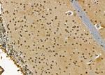 POLR2H Antibody in Immunohistochemistry (Paraffin) (IHC (P))