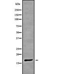 POLR2H Antibody in Western Blot (WB)