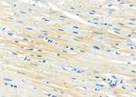 DYNLRB1 Antibody in Immunohistochemistry (Paraffin) (IHC (P))