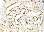 HECTD1 Antibody in Immunohistochemistry (Paraffin) (IHC (P))