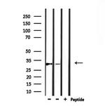 MARCH1 Antibody in Western Blot (WB)