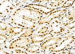 RNF41 Antibody in Immunohistochemistry (Paraffin) (IHC (P))