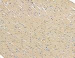 RNF5 Antibody in Immunohistochemistry (Paraffin) (IHC (P))