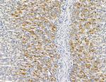 RNF5 Antibody in Immunohistochemistry (Paraffin) (IHC (P))