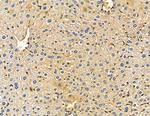 HSD17B12 Antibody in Immunohistochemistry (Paraffin) (IHC (P))