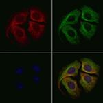 EIF3J Antibody in Immunocytochemistry (ICC/IF)