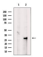 EIF3J Antibody in Western Blot (WB)