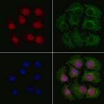 KHSRP Antibody in Immunocytochemistry (ICC/IF)