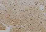 KHSRP Antibody in Immunohistochemistry (Paraffin) (IHC (P))